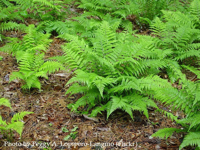 Lady Fern