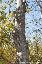 Load image into Gallery viewer, Paper Birch
