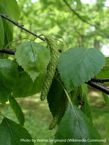 Paper Birch