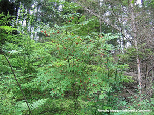 Red Huckleberry