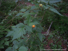 Load image into Gallery viewer, Salmonberry
