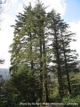 Load image into Gallery viewer, Sitka Spruce
