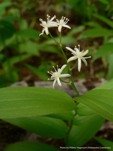 Star-flowered Solomon's Seal