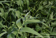 Load image into Gallery viewer, Star-flowered Solomon&#39;s Seal
