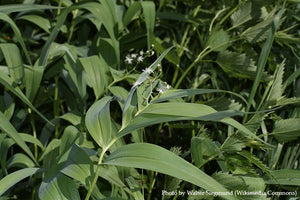 Star-flowered Solomon's Seal