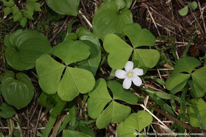 Wood Sorrel